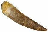 Fossil Plesiosaur (Zarafasaura) Tooth - Morocco #349832-1